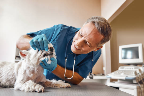 Best Emergency Root Canal Treatment in Manor, TX
